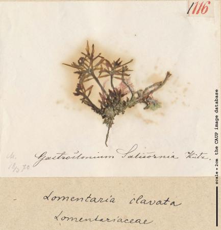 Gastroclonium salicornis Lomentaria clavata _116.jpg